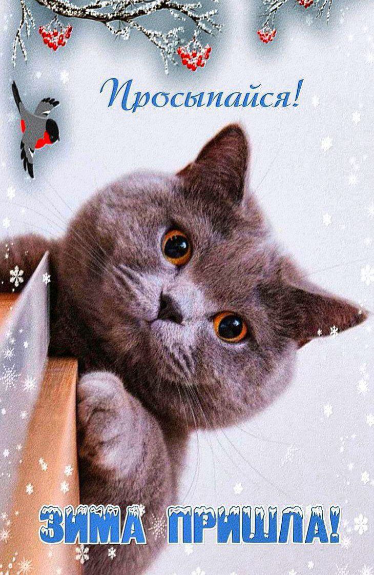 Просыпайся! Зима пришла!