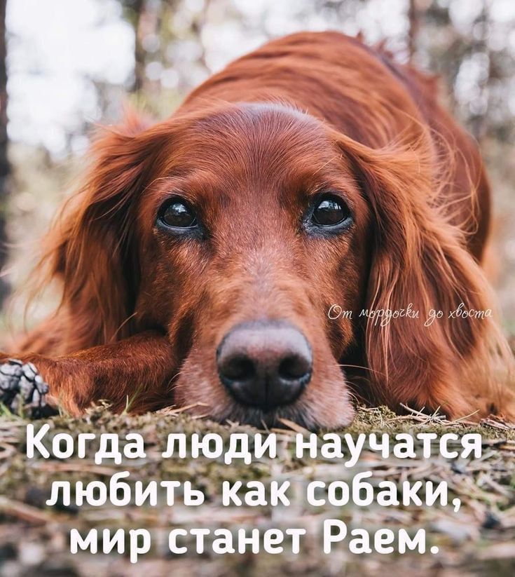 Когда люди научатся любить как собаки, мир станет раем.