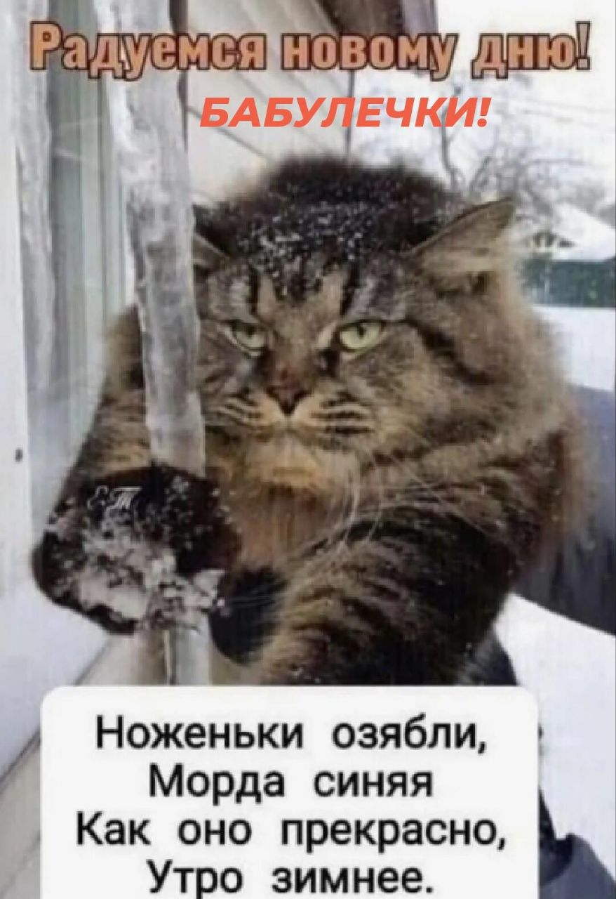 Радуемся новому дню! БАБУЛЕЧКИ! Ноженьки озябли, Морда синяя Как оно прекрасно, Утро зимнее.
