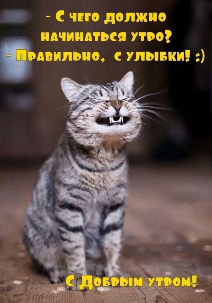 - С чего должно начинаться утро?
- Правильно, с улыбки! :)
С Добрым утром!
