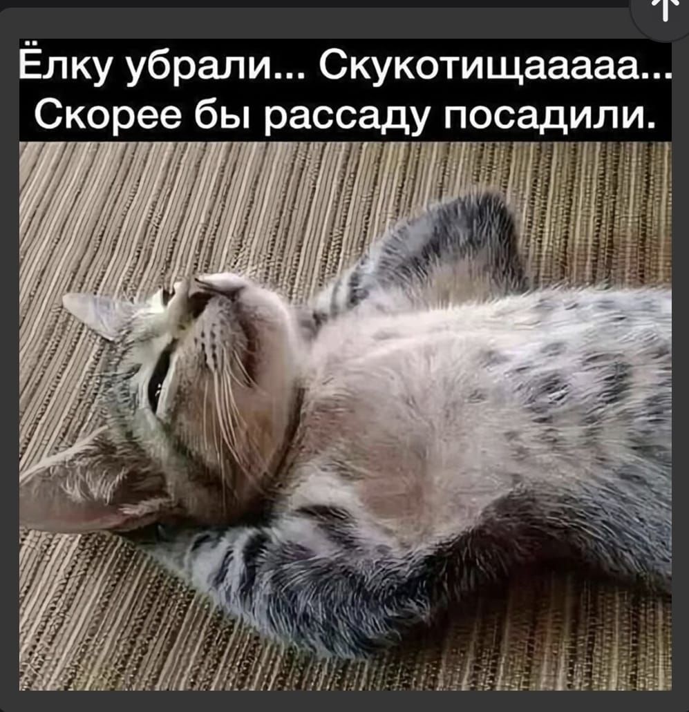 Ёлку убрали... Скукотищаааа... Скорее бы рассаду посадили.