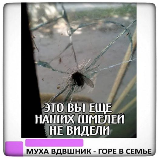 ЭТО ВЫ ЕЩЕ НАШИХ ШМГЛЕЙ НЕ ВИДЕЛ _ МУХА Вдвшник горн в семь