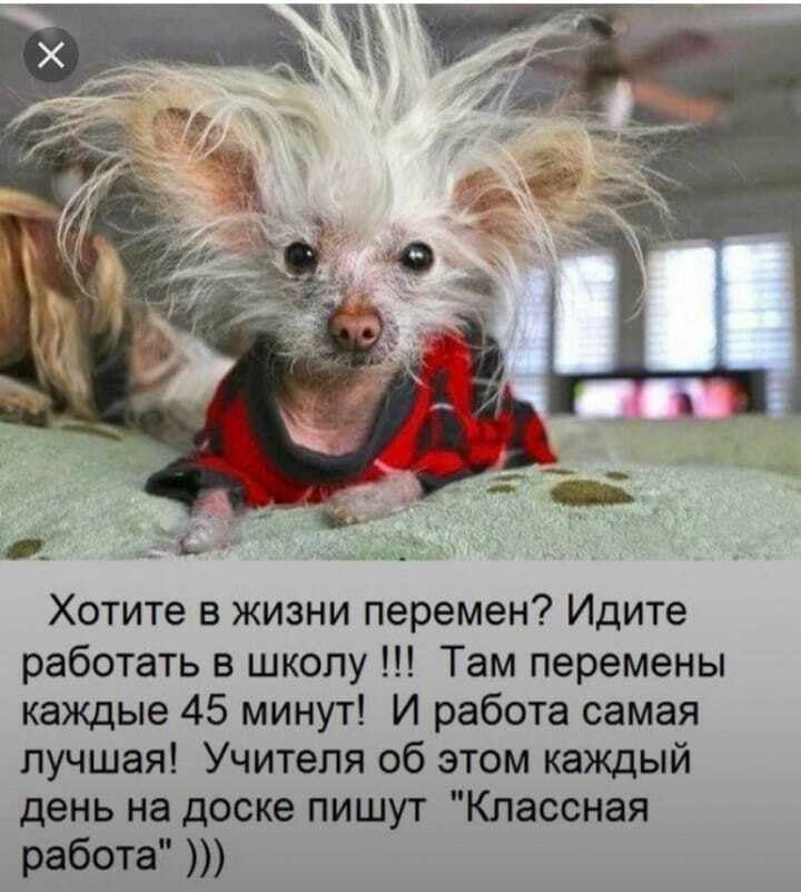 Хотите в жизни перемен Идите работать в школу Там перемены каждые 45 минут И работа самая лучшая Учителя об этом каждый день на доске пишут Классная работа