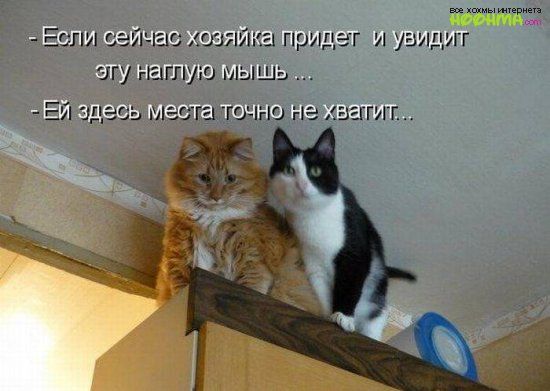 тун пятую мышь Ейздесъ цветатщноыехвапиж