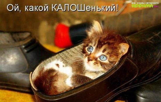 Ой какой КАПОШеэнышЩМ