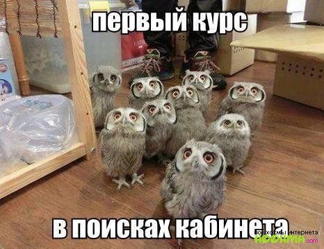 1439 в поисках кабине