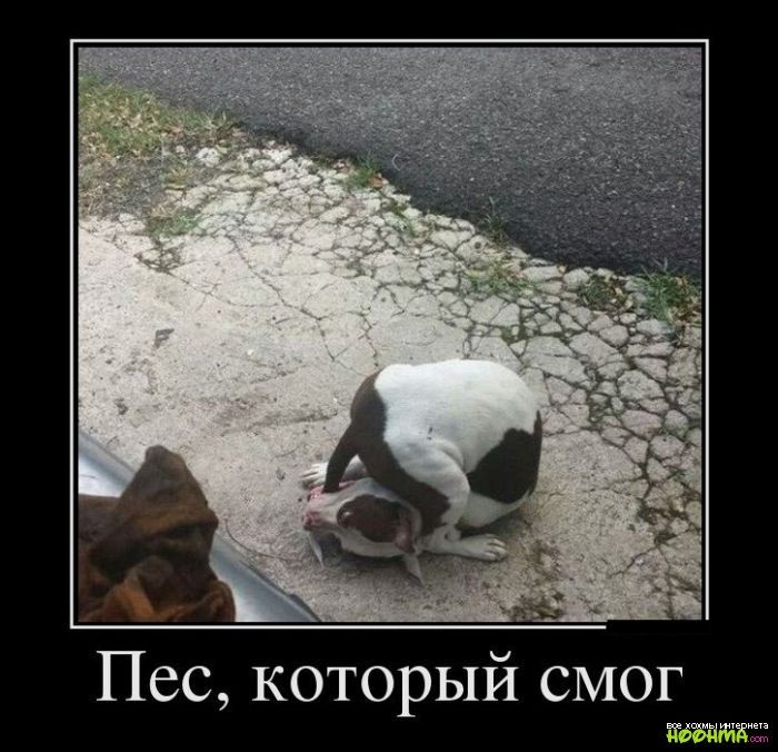 Пес который СМОГ