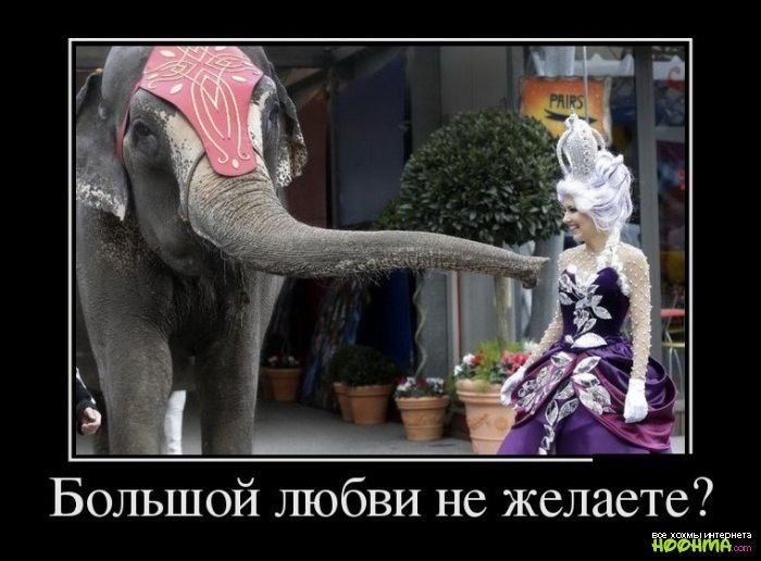 Большой шобви не желаете 5965