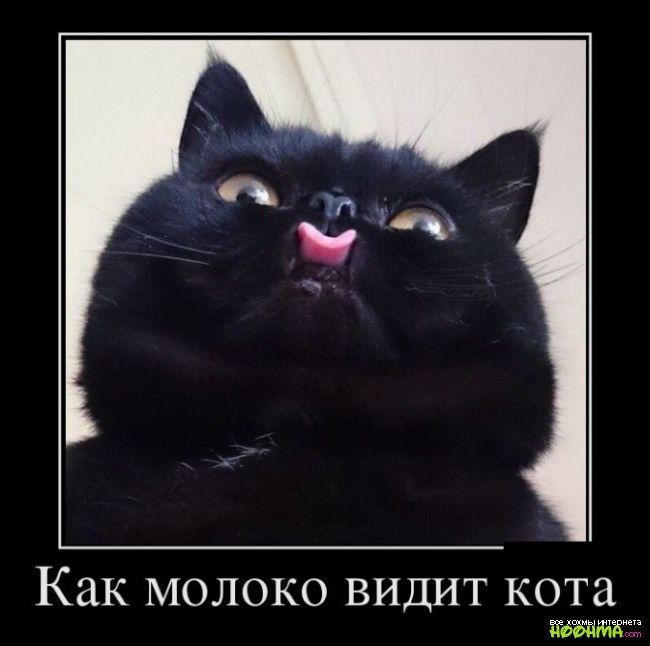 КЗК МОЛОКО ВИДИТ кота