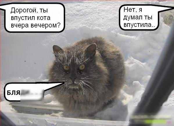 Нет я думал ты впустила Дорогой ты впустип кота вчера вечером