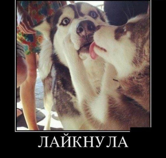 у ЛАЙКНУЛА