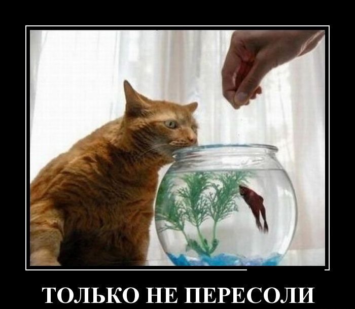 ТОЛЬКО НЕ ПЕРЕСОЛИ