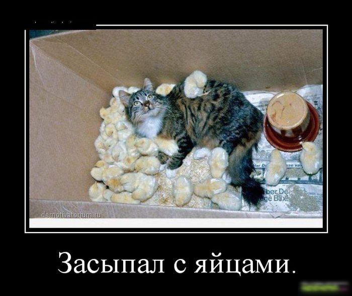 Засыпал с яйцами