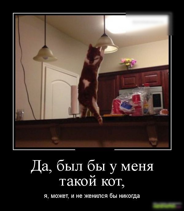 Да был бы у меня такой кот я может и не женился бы никогда