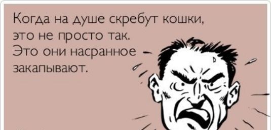 Когда на душе скребут кошки это не просто так Это они насранное _ закапывают