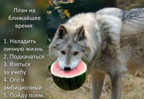 План на ближайшее время 1 Н гладить Л ИЧ НУЮ ЖИЗНЬ 2 Подхачатьсп 3 Взяться за учебу 4 Ого я _ амби циозный 5 Пойду поем