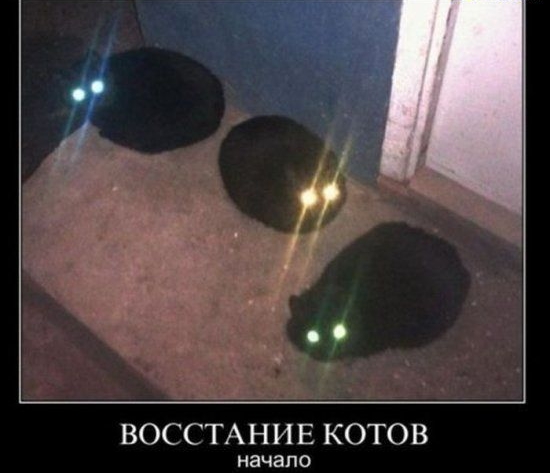 ВОССТА Н И Е КОТОВ НЭЧЗПО