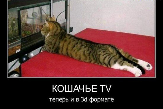 _ г КОШАЧЬЕ Т теперь и в за формате