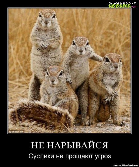 Не нарывайся суслики не прощают угроз