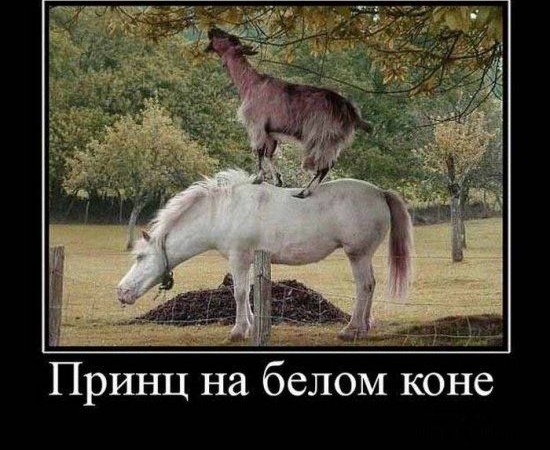 Щ д Принц на белом коне