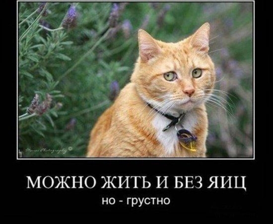 МОЖНО ЖИТЬ И БЕЗ ЯИЦ но грустно
