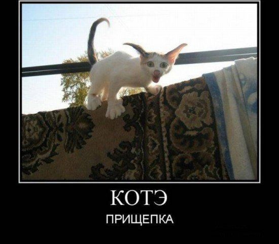 КОТЭ ПРИЩЕПКА