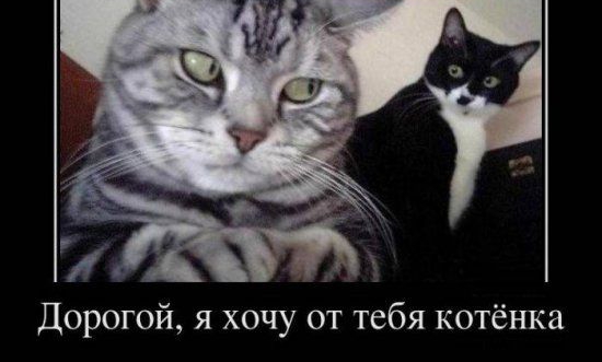 Дорогой я хочу от тебя котёнка
