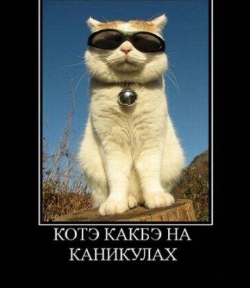 кота КАквэ НА КАНИКУЛАХ