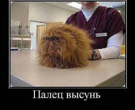 Палец высунь