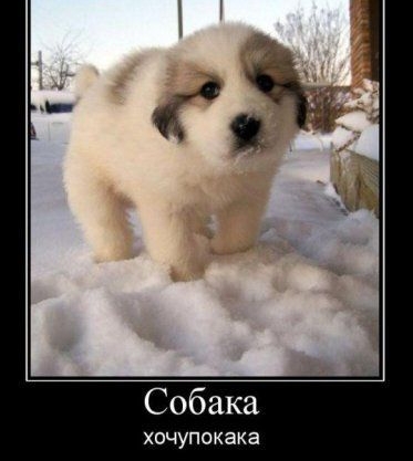 Собака ХОЧУПОКЭКЭ