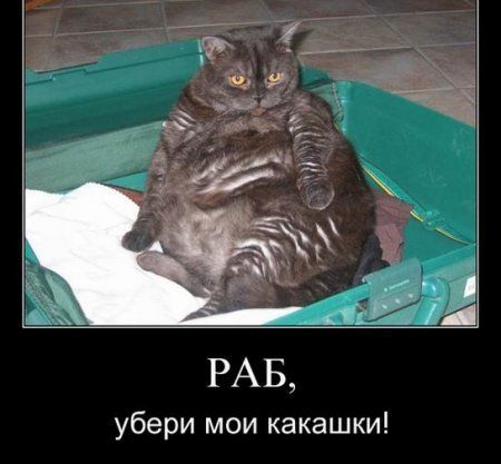 убери мои какашки