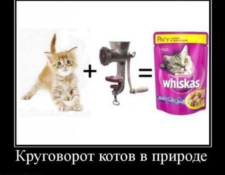 Круговорот котов в природе