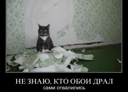 НЕ ЗНАЮ КТО ОБОИ ДРАЛ сами отвалились