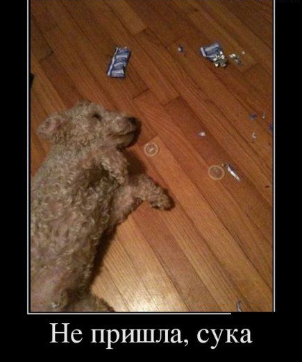 Не пришла сука