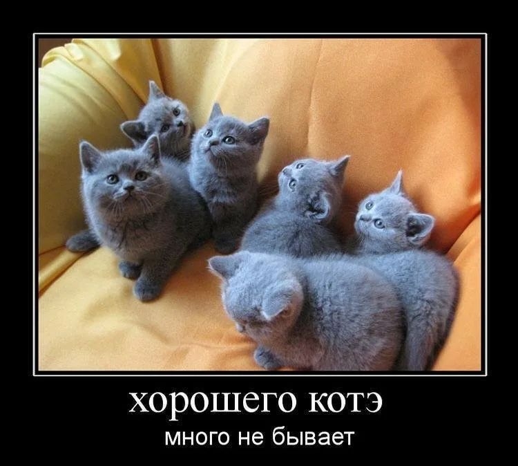 ХОРОШСГО КОТЭ много не бывает