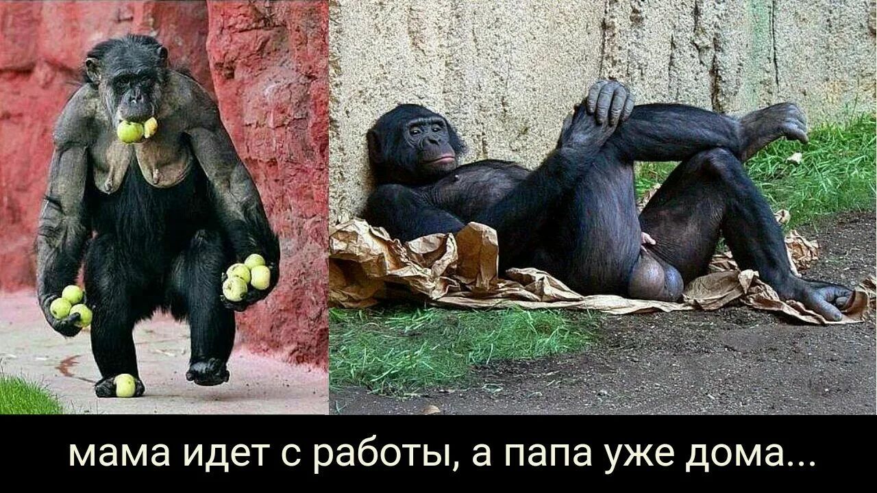 мама идет с работы а папа уже дома