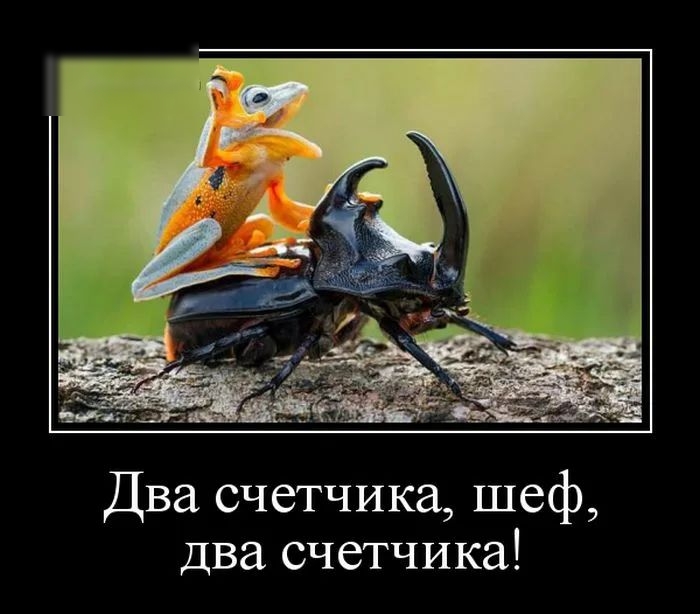 Два счетчика шеф два счетчика