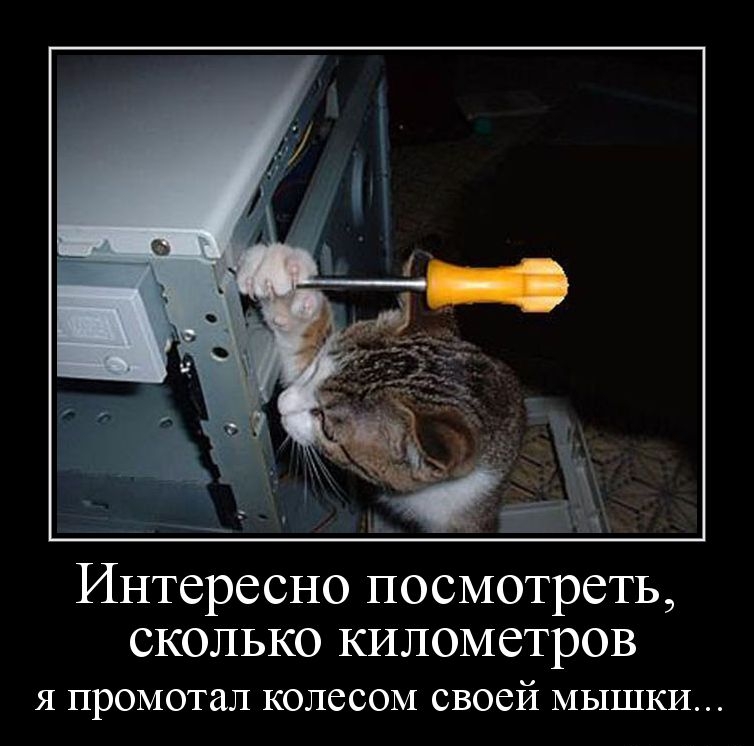Демотиваторы Коты