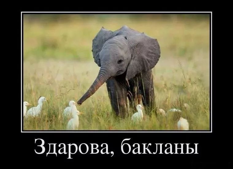 Здарова бакланы