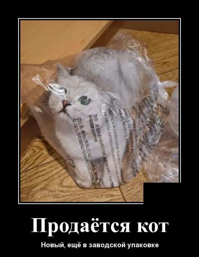 Продаётся кот Новый ещё в заводской упаковке