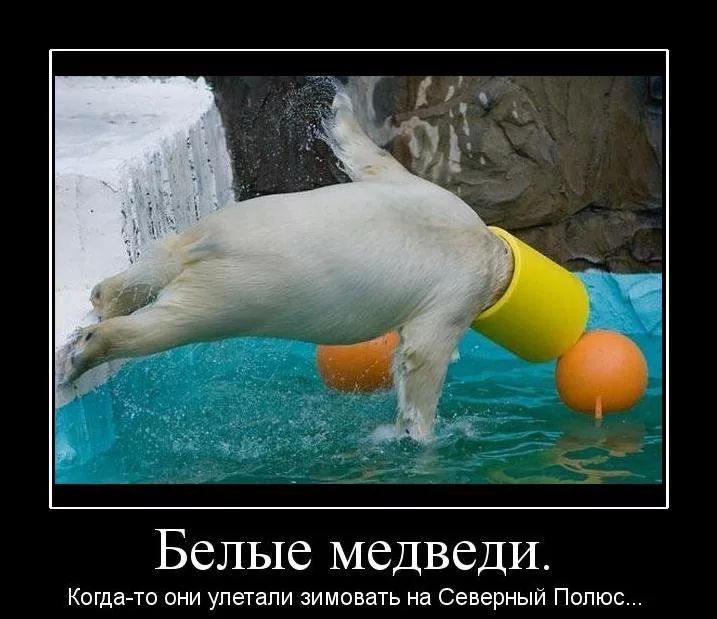 Белые медведи Когда то они упетапи зимовать на Северный Полюс