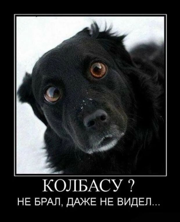 КОЛБАСУ НЕ БРАП ДАЖЕ НЕ ВИДЕЛ
