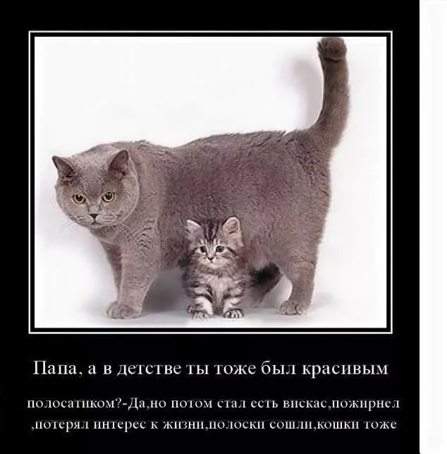 Папа 11 В ДСіСіВС Ы шже бьы КРЦСНВЫМ пмджиммДи по налом мы синь шшышдшжпрны _ныщпы пнщшк жшннцш шскп шшшмгшкп шам
