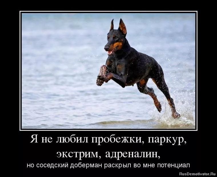 Я не любил пробежки паркур экстрим адреналин НО соседский доберман раскрыл ВО мне потенциал ппзвьшпсішшвп