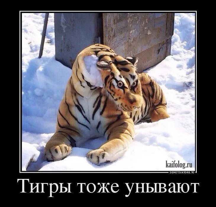 Ёаііоіоцхп Тигры тоже унывают