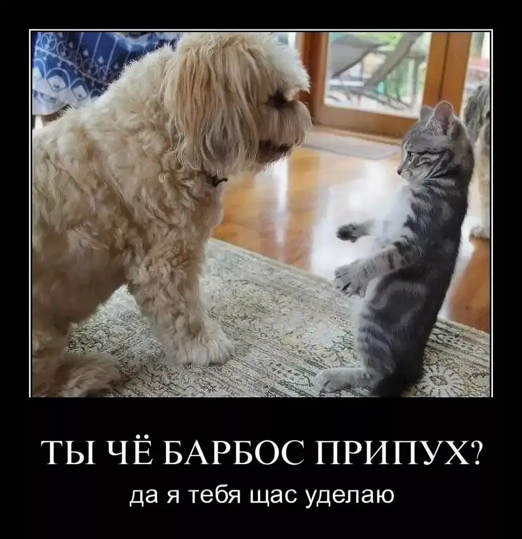 ТЫ ЧЁ БАРБОС ПРИПУХ да я тебя щас удепаю