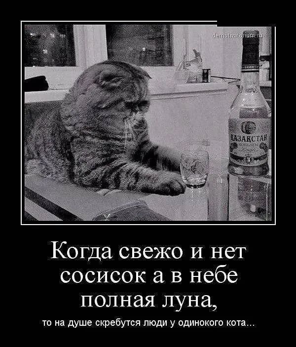 Когда свежо И нет сосисок в небе полная луна то на душе скребутся люди у одинокого кота