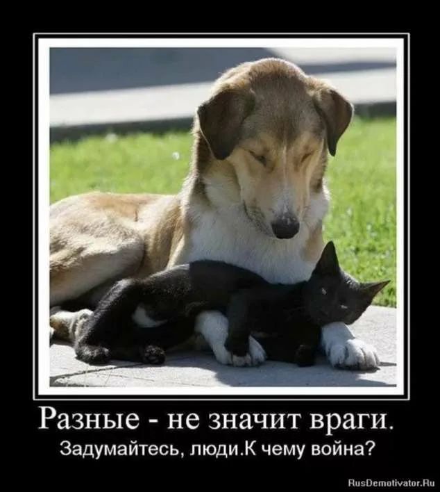 Разные не значит враги Задумайтесь пюдиК чему война п