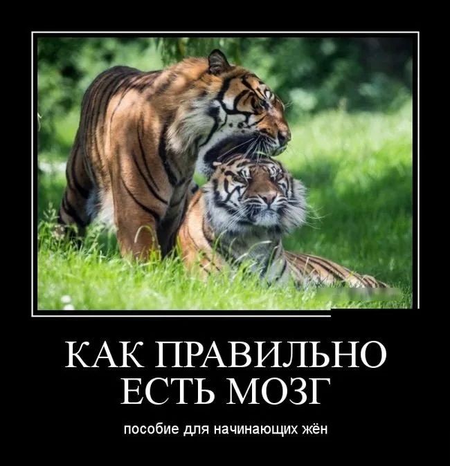 КАК ПРАВИЛЬНО ЕСТЬ МОЗГ ПОСОБИЕ дПЯ НЗЧИНЗЮЪЦИХ ЖЁН