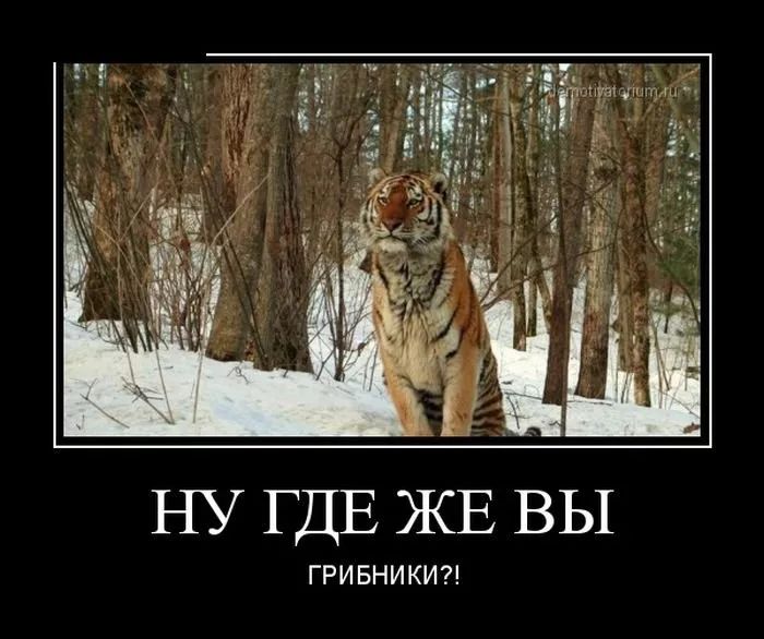 НУ ГДЕ ЖЕ ВЫ ГРИБНИКИ